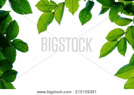 Top view a tropical green leaves with branches with white sky and foliage green background