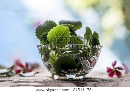 Trachyspermum Ammi Leaves In A Glass Bowl.