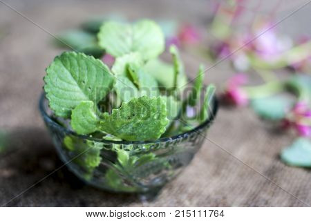 Trachyspermum ammi leaves in a glass bowl.