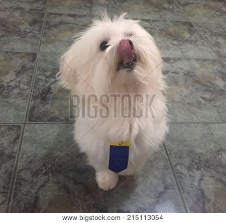 The funny And cuty white dog with