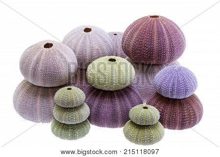 Group of sea shells of sea urchin ( Echinoidea) isolated on white background.