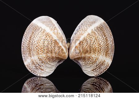 Sea shell of bivalvia isolated on black background reflection