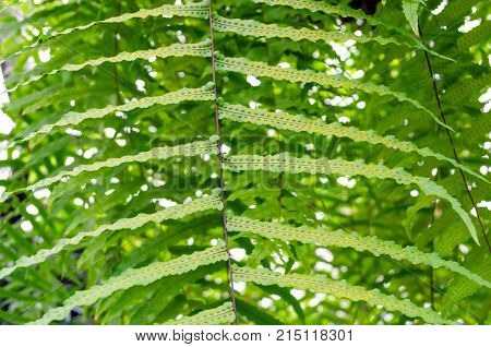 Fern Green Leaf And Spore Close Up.
