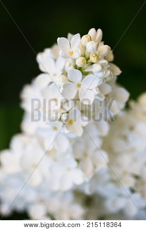 Closeup of beautiful and delicate spring white lilac flowers