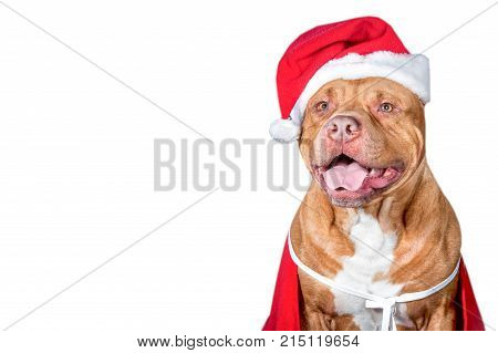Dog a pit bull in Santa's costume a dog year a Christmas card. Studio photo on a white background space for text