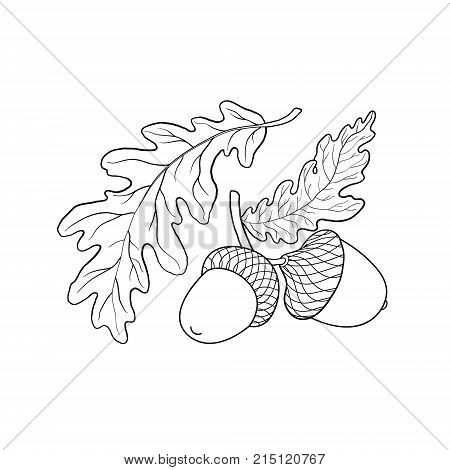 Hand drawn black and white oak leaf, branch and acorn, sketch style vector illustration isolated on white background. Hand drawn, drawing of oak leaf, branch and acorn
