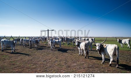 The hungarian grely cattle herd on hungary Hortobágy