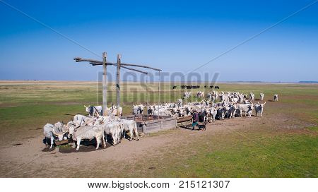 The hungarian grely cattle herd on hungary Hortobágy