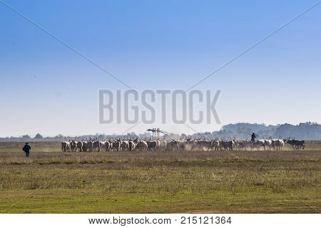 The hungarian grely cattle herd on hungary Hortobágy