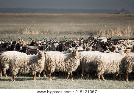 Racka Shape of Hungary on Hortobágy .