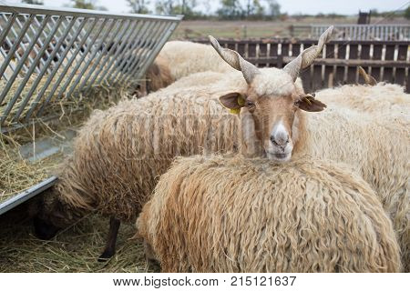 Racka Shape Of Hungary