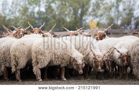 Racka Shape Of Hungary
