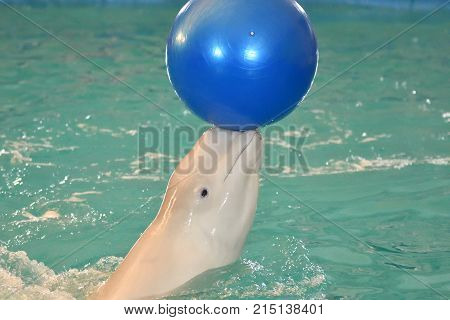 Belukha (LAT. Delphinapterus leucas) type of toothed whales performs an exercise with a ball