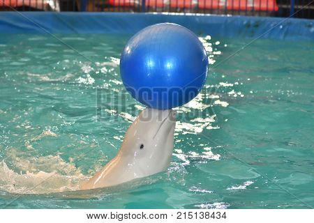 Belukha (LAT. Delphinapterus leucas) type of toothed whales performs an exercise with a ball