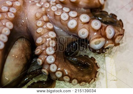 Fresh Octopus With Tentacles On Ice For Sale In Fish Market
