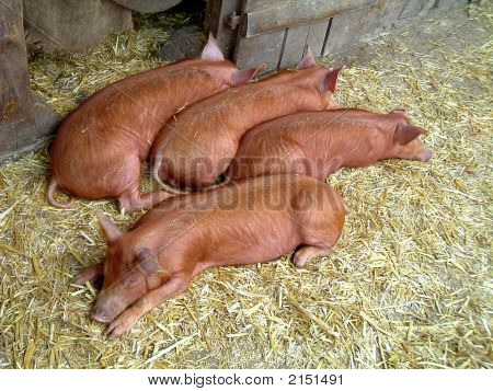 Porcos de dormir