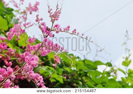 Coral Vine background, Mexican Creeper, Antigonon Leptopus.