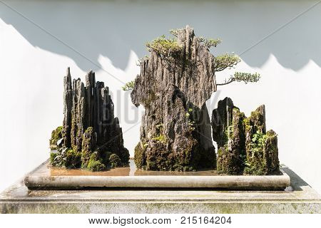 Bonsai trees on a rock against a white wall in sunlight in BaiHuaTan public park, Chengdu, China