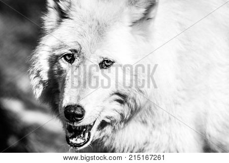 White Arctic wolf (Canis lupus arctosportrait) closeup, black and white