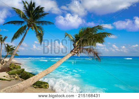 Playa del Carmen beach palm trees in Riviera Maya Caribbean of Mexico