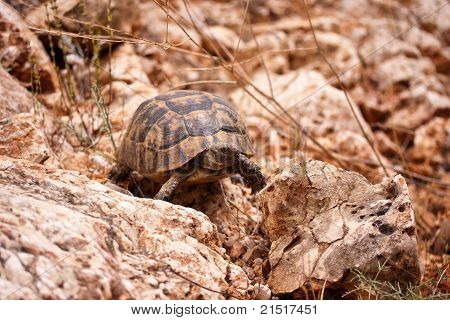 Jord skildpadden Walking