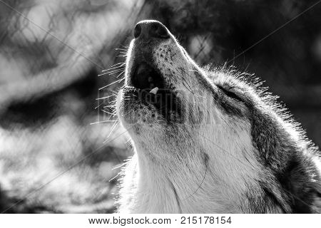Arctic wolf (Canis lupus arctosportrait) howling, black and white