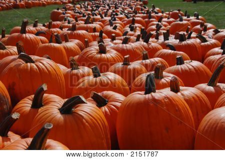 Pumpkin Patch