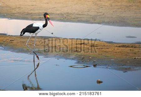 Saddle Billed Stork wading in the Luangwa River with a water reflection South Luangwa National Park Zambia