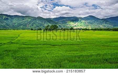 rice fields against the background of mountains and clouds