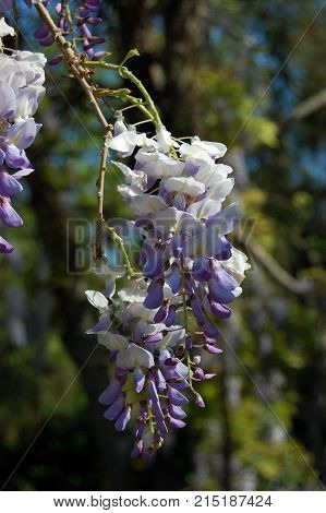 Photograph of wisteria, glicinia in bloom in the middle of spring. Violet spring flowers