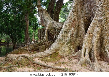 Jungles Near Angkor Wat Complex, Siem Reap, Cambodia
