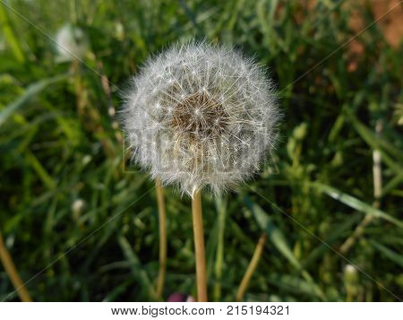 Dandelion wild, born in a road side