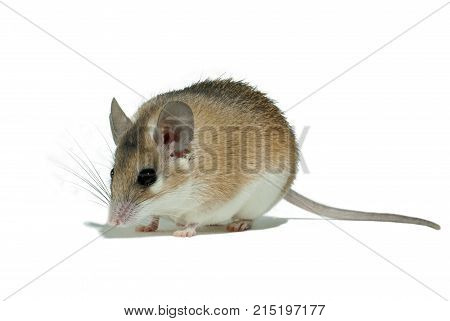 light yellow spiny mouse with white belly on a white background sits sideways to the viewer