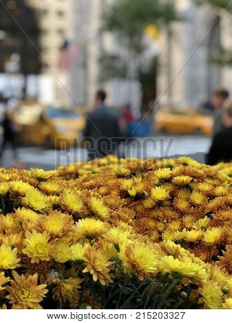 yellow flowers in front with blurred people behind