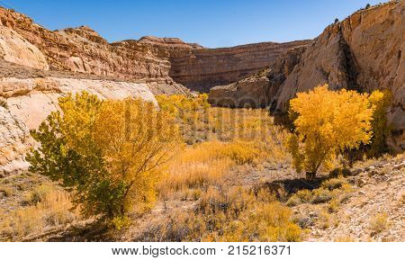 Fall foliage in Capitol Reef National Park Utah