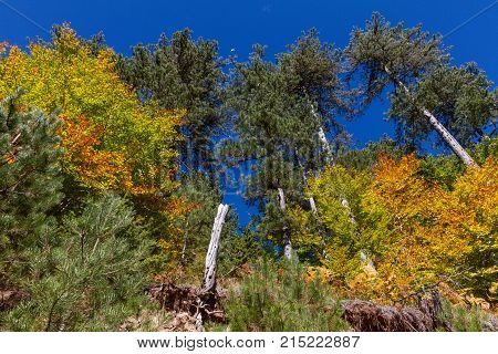 Low angle view of colorful trees in the forest around Aoos artificial lake in Epirus Greece