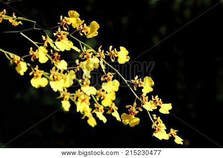 Golden Shower Orchid isolated over black background