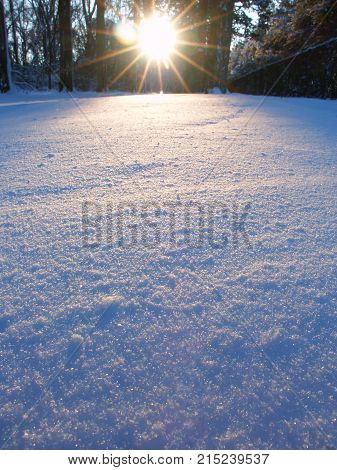 Sunlight sparkles through ice crystals on a cold winter day at Allerton Park in central Illinois