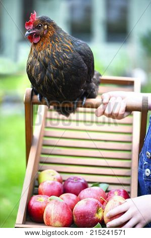 free range chicken looking at apples while playing with a child on a smallholding green grass in the background for text overlay