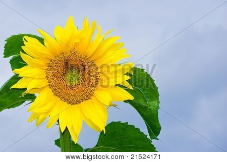 Sunflower picture against blue sky