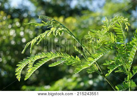 fresh green leucaena glauca plant in nature garden