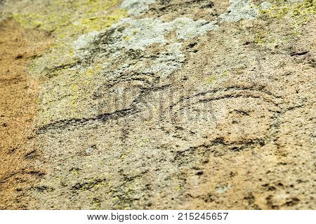 Ancient Petroglyphs Rock Carvings On Stones. Altai Republic, Russia