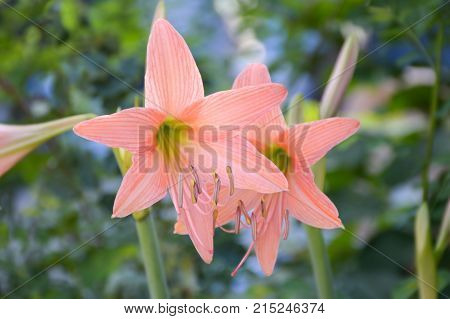 close up Hippeastrum johnsonii flower in nature garden