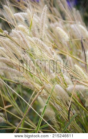 close up Pennisetum pedicellatum flower in nature garden
