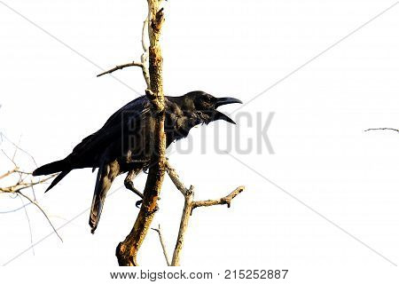 A single back raven sitting on the dead tree branch and shouting out with white sky background at the park