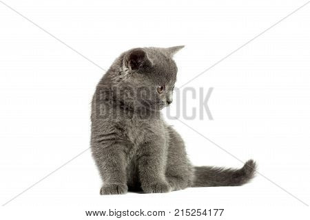Beautiful domestic gray or blue British short hair cat or kitten with yellow or golden eyes isolated on white background