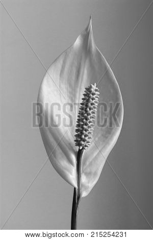 Houseplant - Spathiphyllum floribundum (Peace Lily). White Flower.Black and whiteB&W