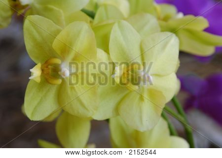 Orchideeën