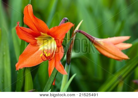 Amaryllis Hippeastrum