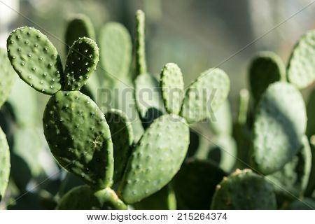 tacinga inamoena cactus succulent abstract design background structure